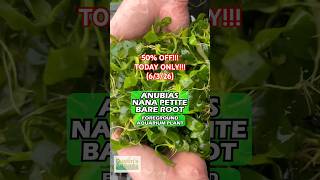 🚨 50% OFF 🚨 Anubias Nana Petite BARE ROOT! Today Only (6/3/26)!!!