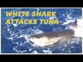 White Shark Attacks While Fishing | SPORT FISHING
