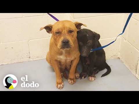Video: Dos perros en un refugio encontraron acurrucados juntos