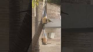 #paz #youtube #birds