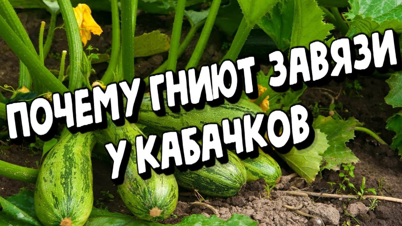 ПОЧЕМУ ГНИЮТ ЗАВЯЗИ У КАБАЧКОВ,!? ТРИ ОСНОВНЫЕ ПРИЧИНЫ !!!