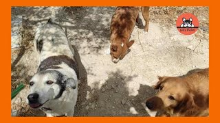 Big Improvements for Rescued Dogs Othonas and Friends