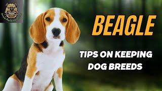 How to properly care for Beagle dogs, important points !