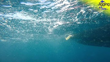 Jigging a la Carta. CALAMAR JLC