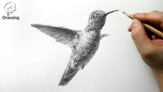 [동물 그림 그리기] 벌새 소묘 드로잉 / 연필 기초 정밀묘사 / How to Draw Hummingbird / Pencil Drawing Animals