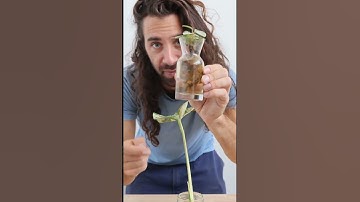 Thumbnail of Stop placing your plant cuttings in water #plants #gardeningtips #propagation #waterpropagation