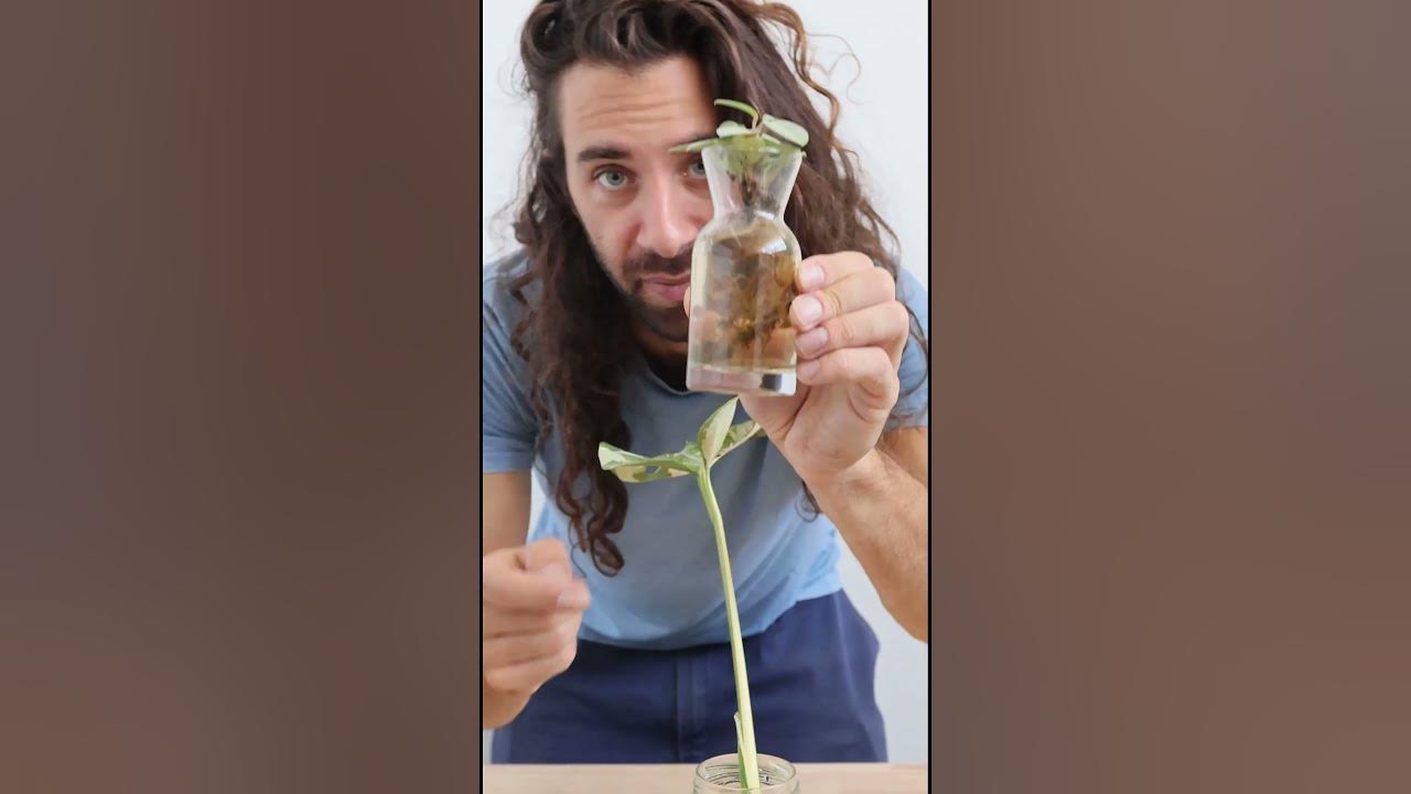 Stop placing your plant cuttings in water #plants #gardeningtips #propagation #waterpropagation