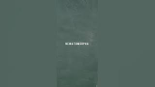 Fourtwnty - Nematomorpha (Story WhatsApp)