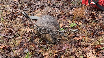 Trapping beaver on a lake with 330’s