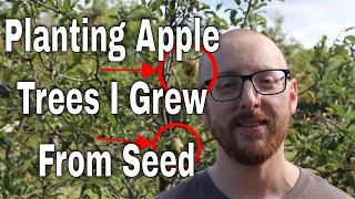 Planting Apple Trees I Grew From Seed