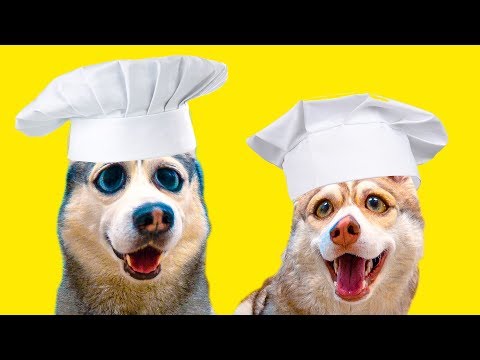 DOGVLOG: ХАСКИ ГОТОВЯТ ОЛАДУШКИ!! (Хаски Бандит) Говорящая собака