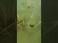 jbl specor #for#testing in shortvideo