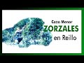 Caza del ZORZAL en REILLO