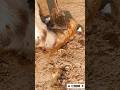 The Largest Hoof I Have Ever Had To Trim. Horse Restoration Front Hooves. #horse #donkey #hoof #asmr