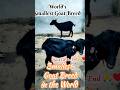 Smallest Goat Breed in the World | World Smallest Goat Breed | Shortest Goat Breed in the World