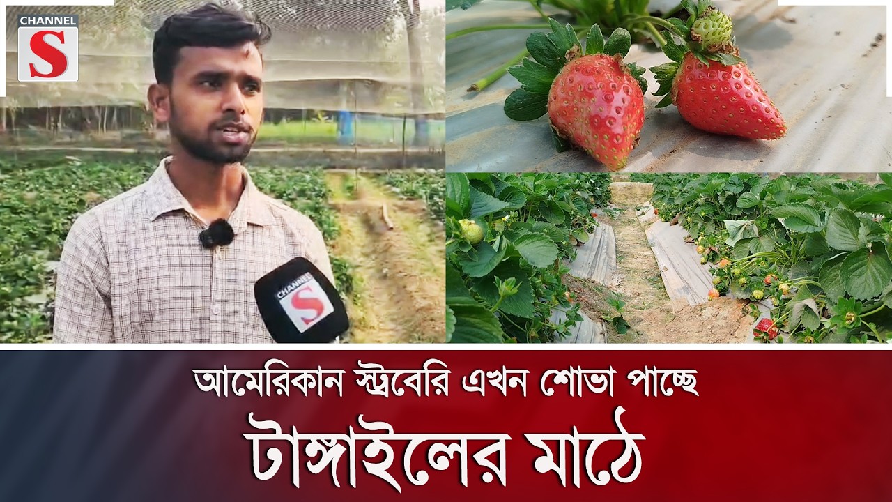 আমেরিকান স্ট্রবেরি এখন শোভা পাচ্ছে টাঙ্গাইলের মাঠে | Channel S News