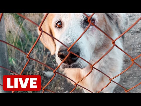 Video: Psi koji sjedaju na drugim psima - Facebook Fan Edition