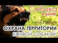 Собаки для охраны. Собака в доме.