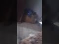 podré mi pipi