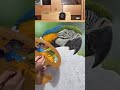 Pintura em tela 0009