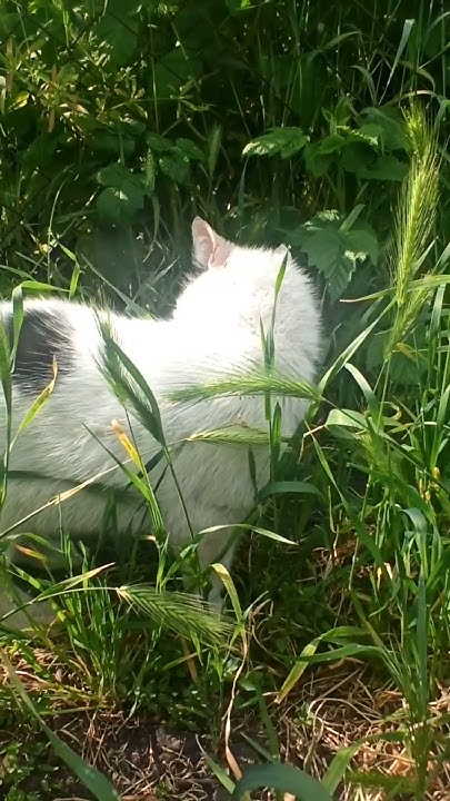Кот сам знает лекарственную траву!#shorts#кот#cat - YouTube