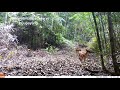 Satu satunya Jenis Anjing hutan sumatra