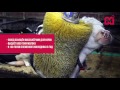 В Ленинске-Кузнецком открыли животноводческий комплекс с массажёрами для коров