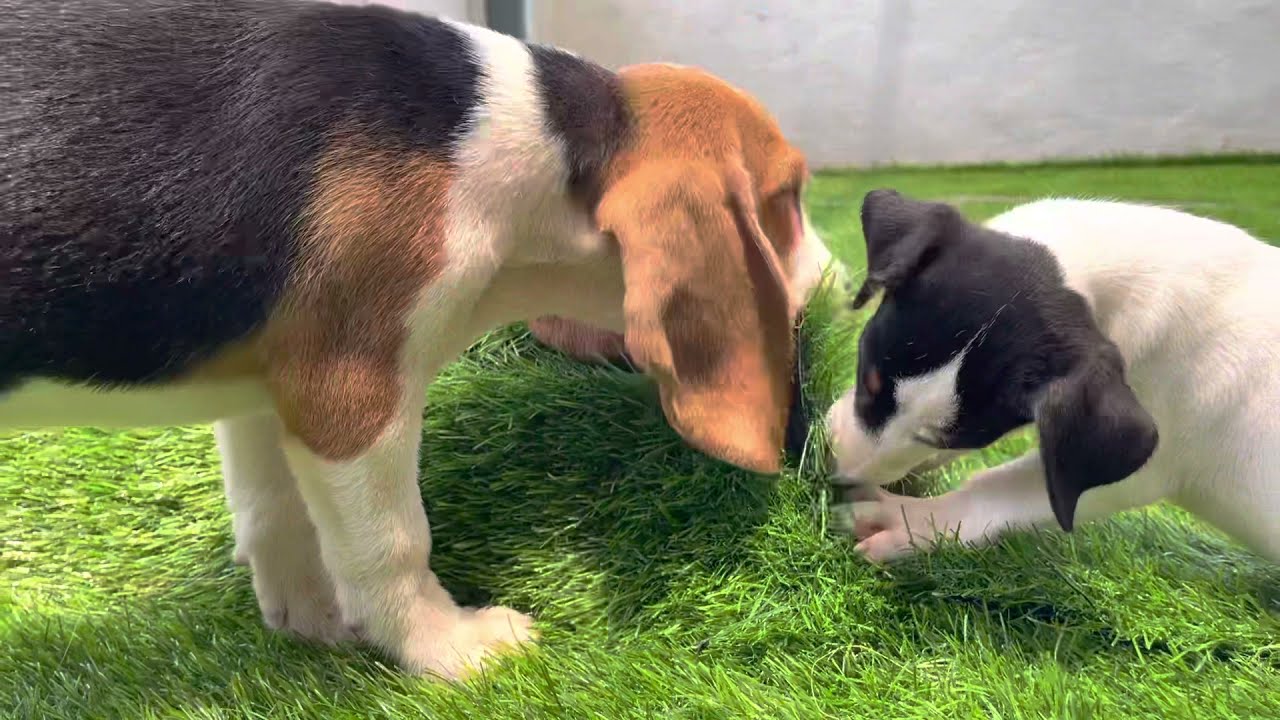 Jack Russell Terrier Vs Beagle 🦮♥️