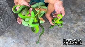 Chuyên gia bắt rắn lục đuôi đỏ cực độc đẳng cấp liều mạng nhất là đây p2