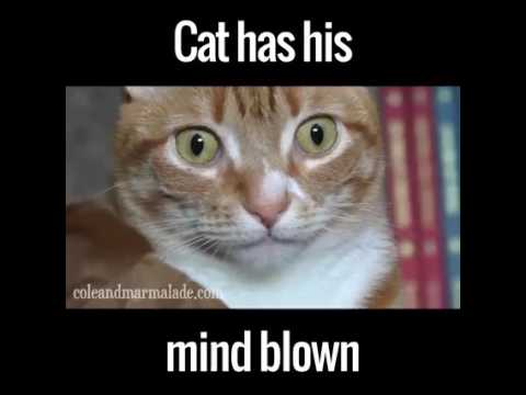 Cat Has His Mind Blown - YouTube