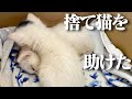 ドライブしてたら捨て猫を保護することになった。　発見、保護〜新しい飼い主が見つかるまで　【ホンダビート】