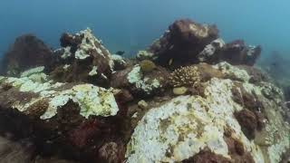 Seychelles Dive Video Collage