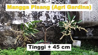 Mangga Pisang (Agri Gardina)