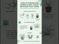 🌱 How to Propagate Spider Plants: 3 Easy Methods That Actually Work! ✂️ #SpiderPlant #Propagation #