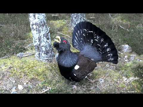 Video: Salad Sarang Capercaillie: Resep Klasik Selangkah Demi Selangkah, Dengan Foto Dan Video