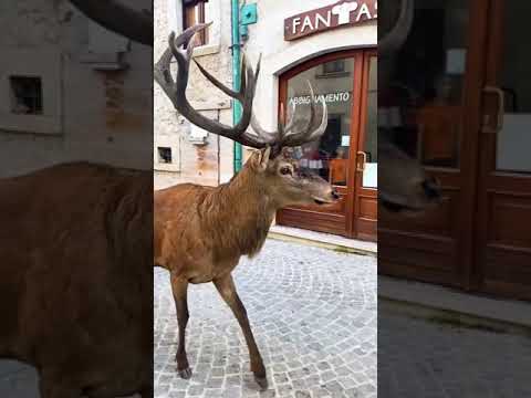 A friendly encounter via @gabriy62. 🦌❤️ This deer was spotted in Civitella Alfedena, #travel #shorts