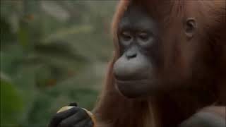 Monkey dancing turkish happy birthday song