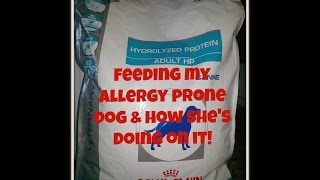 Hypoallergenic Dog Food - Royal Canin Hydrolyzed Protein Adult HP (Feeding my allergic dog) by Haloskeeper1 11,079 views 7 years ago 9 minutes, 19 seconds