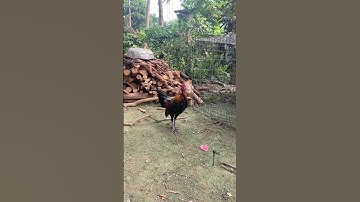 Gà mồi tơ mới xích chân nhìn mặt sát thủ không ae #gàrừng #youtubeshorts