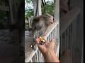 monkey dar gya #monkeyvideo #monkey #trendingshort #youtubeshorts #animals #monkeyfunnymoments