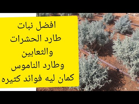 نبات طاردة الحشرات سريعة النمو وتحتمل الحر والبرد معمرة  الشيح