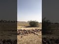 هذا قبر الحسن المثنى ابن الحسن عليه السلام وزوج فاطمه العليله عليها السلام