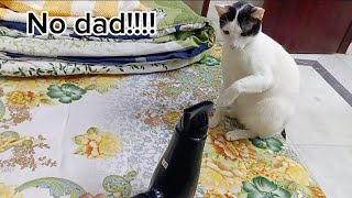 Cat fight with hair dryer #cat #funny #catvideos by Hope & Fun 235 views 2 months ago 1 minute, 4 seconds