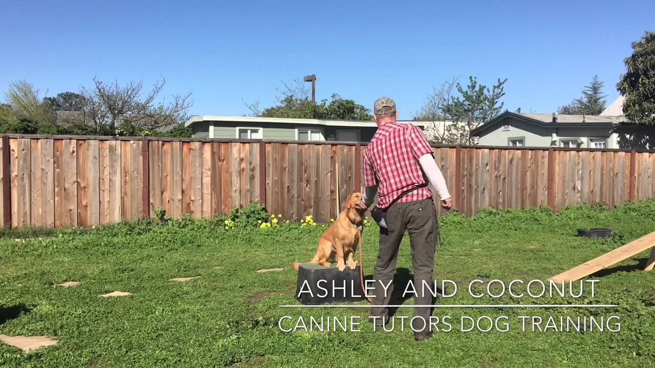 The Fastest And Easiest Way To Teach Your Golden Retriever To Sit And ...