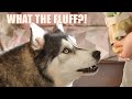 Husky Has Argument With BABY That TALKS Back!