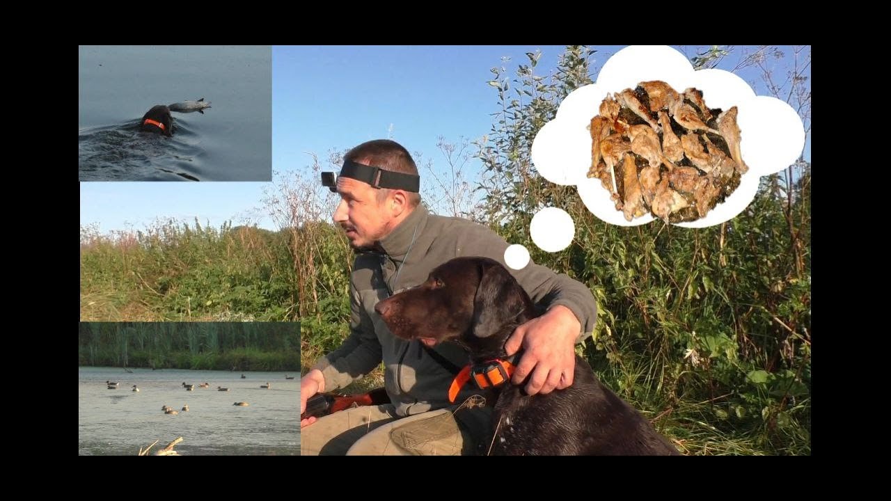 Сотни уток! Грею стволы! Открылся по утке с собакой!