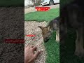 معبي بطنه لحم وحليب وفقد التوازن 