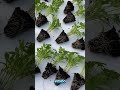 La agricultura del futuro ya comenzó Cultiva sin tierra, #jardin #usa #colombia #mexico #cultivo