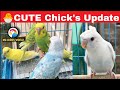 😍Beautiful Chick’s of 10 pair || MG BIRDS WORLD || #lovebirds #chickupdate
