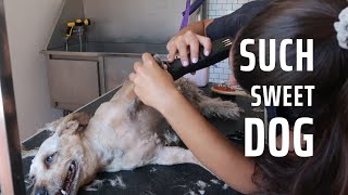 SWEET BOY LAYS ON THE TABLE TO BE GROOMED | RURAL DOG GROOMING